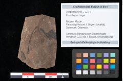 Foto (Objekt + Etikett) von Pinus hepios Unger (NHMW-GEO-2024-0188-0226)